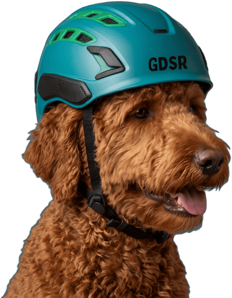Leo the Goldendoodle wearing his GDSR helmet
